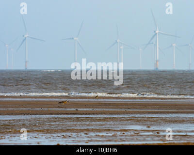 Curlew sulla spiaggia al punto Gibralter Foto Stock