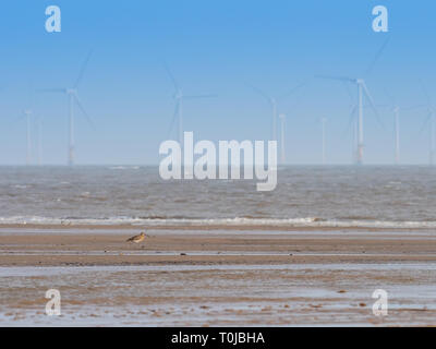 Curlew sulla spiaggia al punto Gibralter Foto Stock