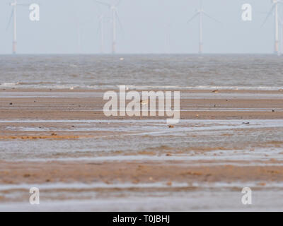 Curlew sulla spiaggia al punto Gibralter Foto Stock