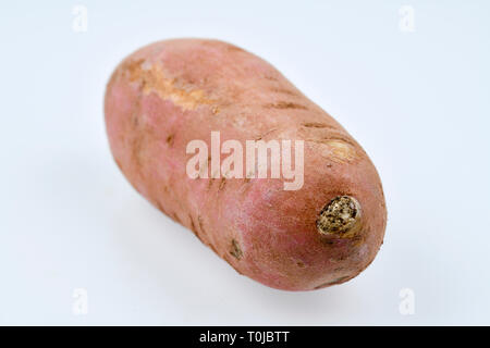 La patata dolce, studio di ammissione, Süßkartoffel, Studioaufnahme Foto Stock
