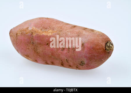 La patata dolce, studio di ammissione, Süßkartoffel, Studioaufnahme Foto Stock