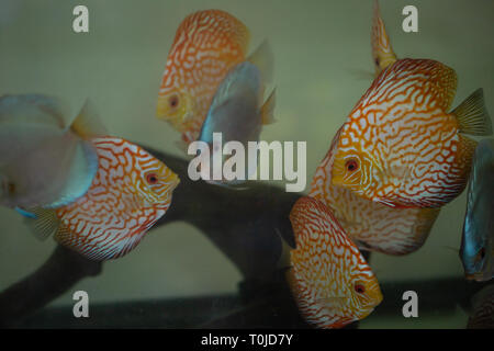 Acqua dolce pesce discus pigeon sangue e il diamante blu Foto Stock