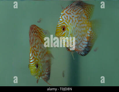 I genitori di Discus pigeon alimentazione di sangue la loro pelle alla Repubblica federale di Iugoslavia Foto Stock