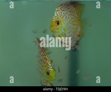 I genitori di Discus pigeon alimentazione di sangue la loro pelle alla Repubblica federale di Iugoslavia Foto Stock