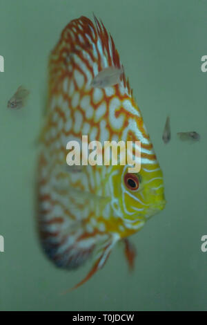 I genitori di Discus pigeon alimentazione di sangue la loro pelle alla Repubblica federale di Iugoslavia Foto Stock