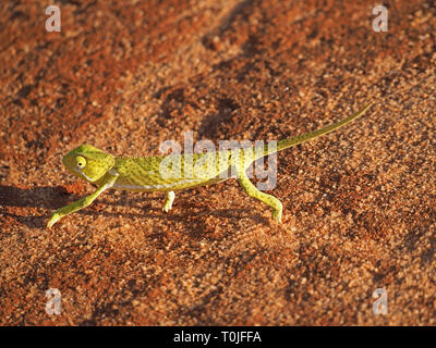 Verde brillante parzializzatore di giovani colli (Camaleonte Chamaeleo dilepis) camminando sulla terra rossa con coda estesa nella Ngulia colline, Tsavo West NP, Kenya, Africa Foto Stock