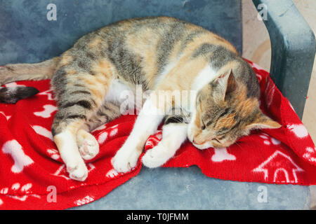 Un gatto randagio dormire su una coperta Foto Stock