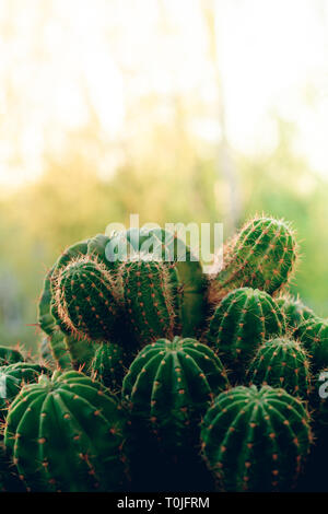 Molti cactus in una pentola. Home flower. Fiore spinoso Foto Stock