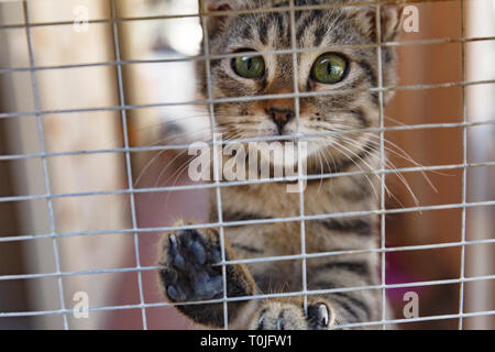 Un gattino salvato in una gabbia Foto Stock