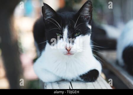 Un gatto randagio strizzare gli occhi nella fotocamera Foto Stock