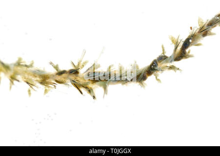 Sandworm (Alitta virens) esemplari trovati morti nella guarnizione Harbour Beach, Maine, fotografato in acqua su una lightbox. Foto Stock