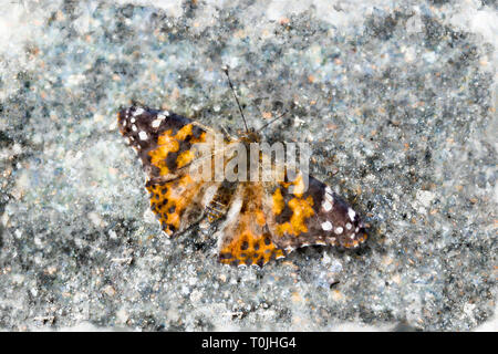 Dipinto di Lady butterfly crogiolarvi al sole su una pavimentazione in pietra Foto Stock