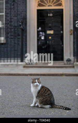 Londra, Regno Unito. 20 Mar, 2019. Londra, Regno Unito. Mercoledì 20 marzo 2019. Larry, di Downing Street cat numero esterno 10 di Downing Street davanti a Theresa Maggio la dichiarazione su Brexit, Credito: Jason Richardson/Alamy Live News Foto Stock