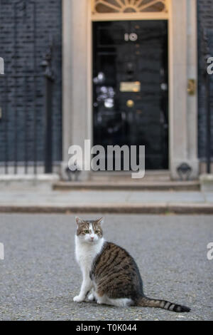 Londra, Regno Unito. 20 Mar, 2019. Londra, Regno Unito. Mercoledì 20 marzo 2019. Larry, di Downing Street cat numero esterno 10 di Downing Street davanti a Theresa Maggio la dichiarazione su Brexit, Credito: Jason Richardson/Alamy Live News Foto Stock