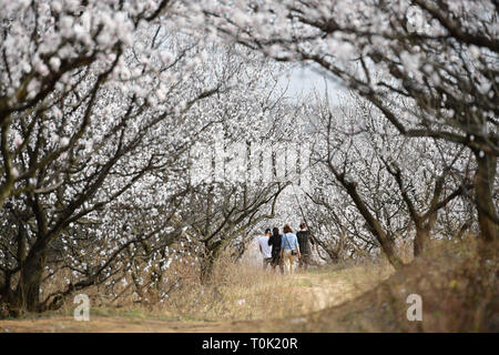 Xian, la Cina della provincia di Shaanxi. 20 Mar, 2019. I turisti vista fiori albicocca nel villaggio Shangxu, Lantian County, Cina nord-occidentale della provincia di Shaanxi, Marzo 20, 2019. Credito: Shao Rui/Xinhua/Alamy Live News Foto Stock