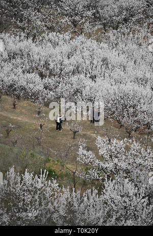 Xian, la Cina della provincia di Shaanxi. 20 Mar, 2019. I turisti vista fiori albicocca nel villaggio Shangxu, Lantian County, Cina nord-occidentale della provincia di Shaanxi, Marzo 20, 2019. Credito: Shao Rui/Xinhua/Alamy Live News Foto Stock