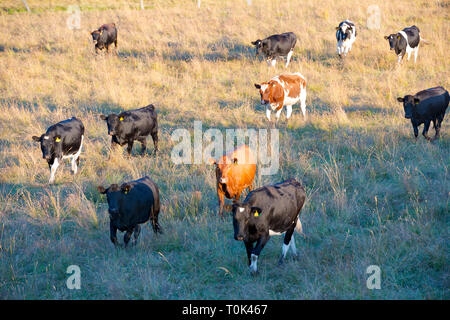 Bestiame nel sud del Cile, X Regione de Los Lagos, Cile Foto Stock