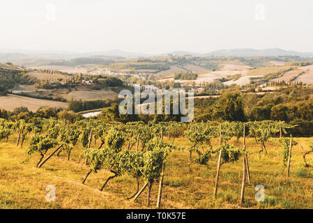 Le righe delle uve in un vigneto, campo di uva in Toscana, Italia Foto Stock