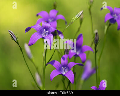 Fiori viola in fiore d'estate di Bellflower diffusione (Campanula patula), Finlandia. Foto Stock