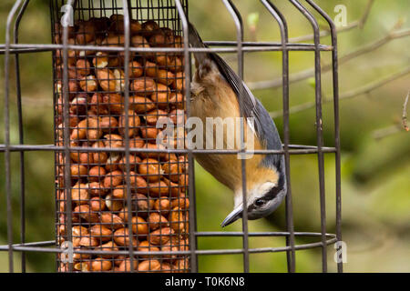 Nuthatch (Sitta europaea) assomiglia a un piccolo picchio di legno, le parti superiori blu e grigie scottano sotto la striscia nera attraverso l'occhio e una lunga punta nera. Foto Stock