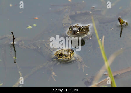 Rane comuni (Rana temporaria) al bordo delle acque con frogspawn. Due rane in accoppiamento spawn la posa di stagione. Verdastro corpo marrone con macchie scure e maschera Foto Stock