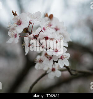 Cherry blossoms, Prunus padus, delicate fruit tree flowers in London, United Kingdom Foto Stock