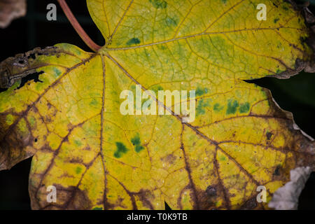 Albero di acero Foglie di autunno, Hampton Court, London, Regno Unito Foto Stock