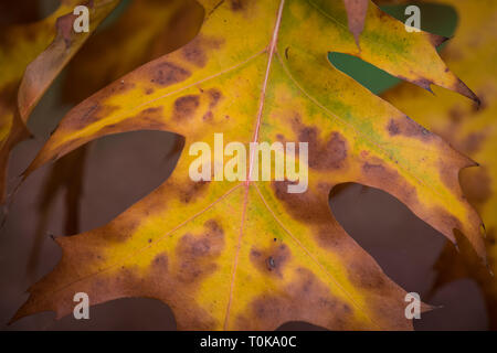 Pin Oak " Quercus palustris' nel suo fogliame di autunno a Hampton Court, London Regno Unito Foto Stock