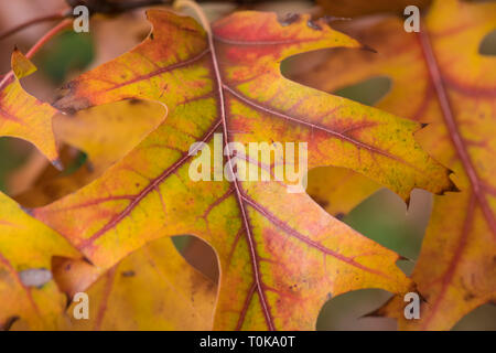 Pin Oak " Quercus palustris' nel suo fogliame di autunno a Hampton Court, London Regno Unito Foto Stock