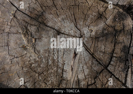 Pino tronco uno sfondo di legno vecchio, weathered colore grigio moncone di legno, primo piano Foto Stock