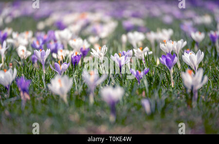 Immagine di un campo colorato di crochi durante la primavera in una giornata di sole con sfocatura nella parte posteriore e di primo piano Foto Stock