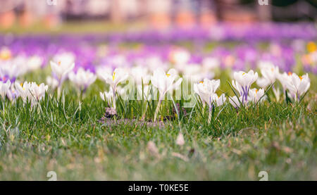 Immagine di un campo colorato di crochi durante la primavera in una giornata di sole con sfocatura nella parte posteriore e di primo piano Foto Stock