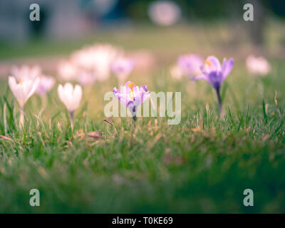 Immagine di un campo colorato di crochi durante la primavera in una giornata di sole con sfocatura nella parte posteriore e di primo piano Foto Stock