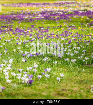 Immagine di un campo colorato di crochi durante la primavera in una giornata di sole con sfocatura nella parte posteriore e di primo piano Foto Stock