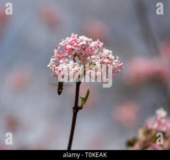 Immagine di un ape in volo per il bocciolo di rosa di una palla di neve in inverno durante la primavera in una giornata di sole con la sfocatura dello sfondo Foto Stock