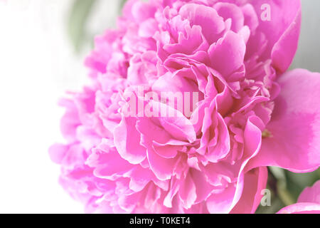 Primo piano della rosa peonia fiore su sfondo chiaro. Delicato sfondo floreale. Foto Stock