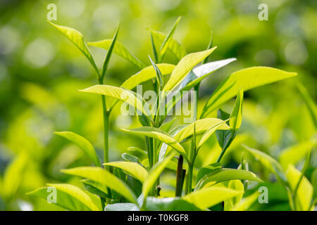 Giovani foglie verdi e bud foglia della pianta del tè su plantation in Nuwara Eliya, Sri Lanka. Close up Foto Stock