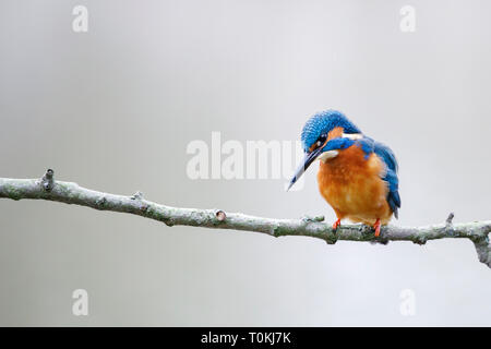 Comune di kingfisher, Alcedo atthis, appollaiato sul ramo Foto Stock