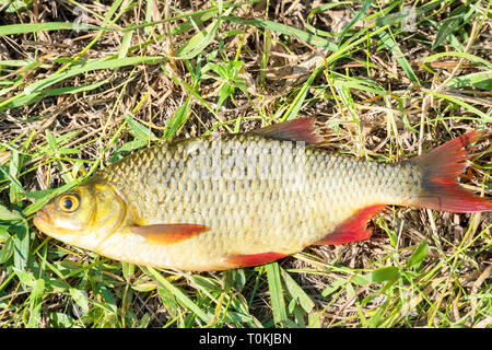 Pesce rosso con alette sull'erba Foto Stock