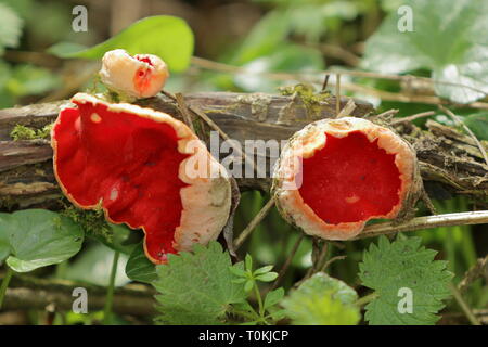 Scarlet elf cup (Sarcoscypha austriaca) funghi anche sapere come delle fate il bagno e moss cup che cresce su un ramo di decadimento Foto Stock