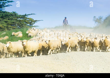 MOERAKI NUOVA ZELANDA - 23 ottobre 2018; attraverso la polvere e haze calci fino un agricoltore in seguito con i cani di pecore si muove un gregge di pecore lungo la strada di campagna. Foto Stock