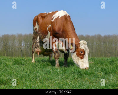 Il bianco e il rosso di vacca, con grande piena mammelle, sporco con paglia e letame, razza bovina Holstein Frisone in piedi un pascolo, con sullo sfondo di una ro Foto Stock