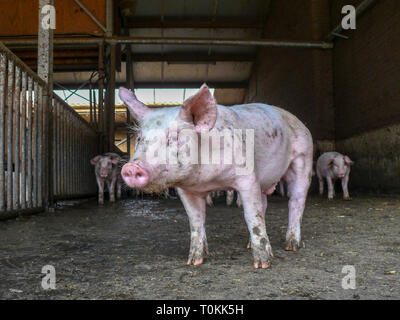 Carino piccolo piggy, guardando modesto, timido, in una sporca fangoso penna di maiale, porcile con pochi altri suinetti in background. Foto Stock