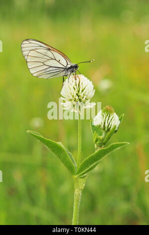 Nero-bianco venato Butterfly (Aporia crataegi) Foto Stock