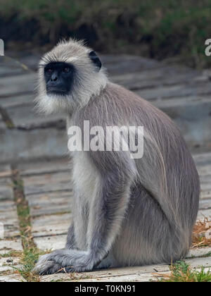 Maschio alfa pianure meridionali Langur grigio (Semnopithecus dussumieri) Foto Stock