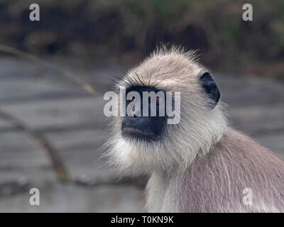 Maschio alfa pianure meridionali Langur grigio (Semnopithecus dussumieri) Foto Stock