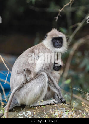 Femmina pianure meridionali Langur grigio (Semnopithecus dussumieri) Foto Stock