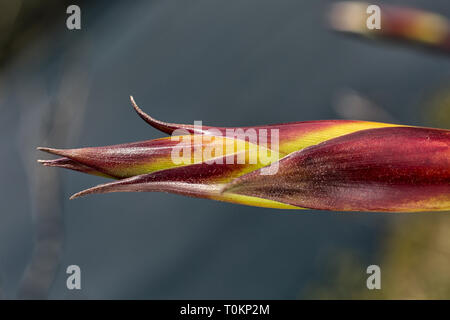 Fiore di bromelia closeup dettaglio in Ecuador Foto Stock
