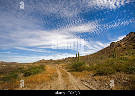 Un solitario strada sterrata scorre attraverso una foresta di Cardon Cactus, Pachycereus Pringlei, noto anche come il gigante messicano cardon o elephant cactus, sul pendio di una collina Foto Stock