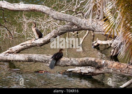 Vista di due cormorani seduto su un ramo del fiume. Africa Kenya Foto Stock